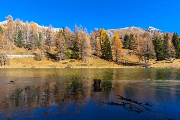 Vue Imprenable Sur Lac Palpuogna Près Col Albula Avec Mélèze — Photo