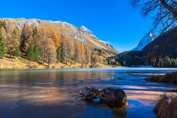 秋には金色のカラマツと共にアルブラ峠付近のパルポグナ湖の絶景 カントン グリソンズ スイス — ストック写真