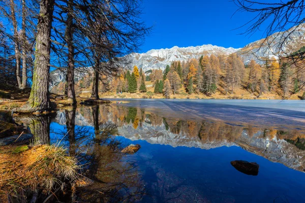 Vue Imprenable Sur Lac Palpuogna Près Col Albula Avec Mélèze — Photo