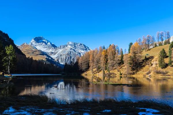 Vista Deslumbrante Lago Palpuogna Com Larício Dourado Pico Piz Ela — Fotografia de Stock