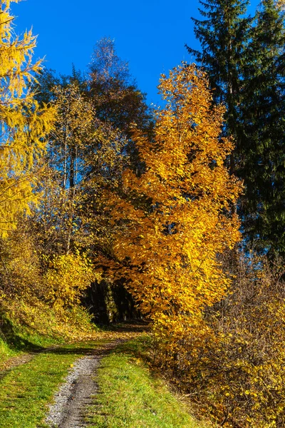 Beautiful View Hiking Trail Forest Autumn — Stock Photo, Image