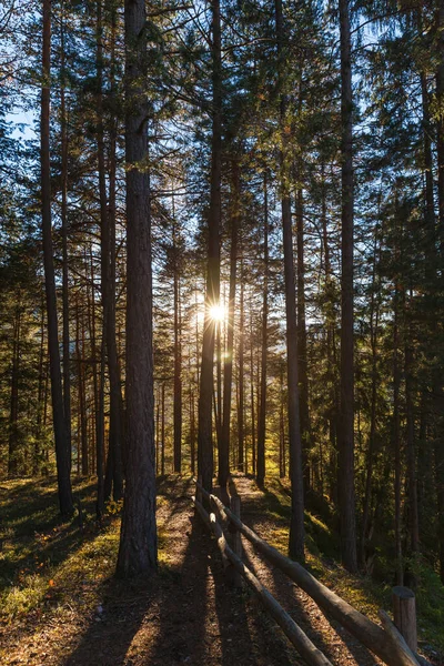 Прекрасне Сонячне Світло Крізь Ліс Сутінках Восени — стокове фото
