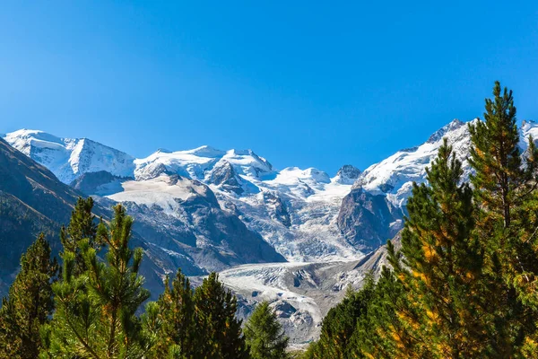 Fantastisk Utsikt Över Bernina Massiva Och Morteratsch Glaciären Vandringsleden Skogen — Stockfoto