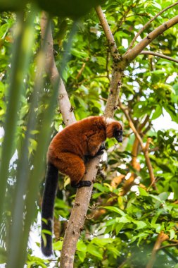 Ağaçtaki kırmızı yakut lemuru. Madagaskar 'a özgüdür ve sadece adanın kuzeydoğusundaki Masoala yağmur ormanlarında meydana gelir..