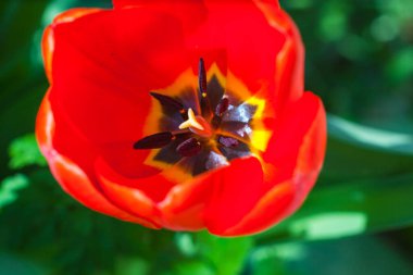 Arka planda tek bir kırmızı lale gree yaprağının makro görünümü, kullanılabilir kopya alanı