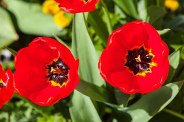Arka planda kırmızı lale yaprağının görüntüsünü kapat, kullanılabilir alanı kopyala