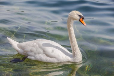 Gölde yeşil suda yüzen beyaz bir kuğunun yakın görüntüsü.