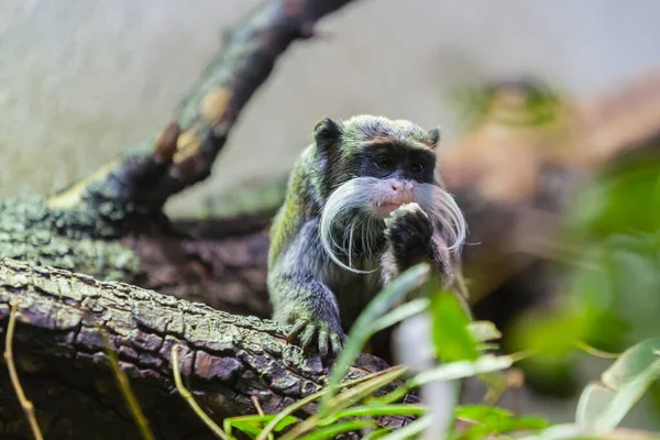 Vue Rapprochée Tamarin Amérique Sud — Photo