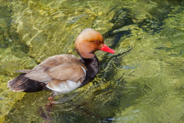 Close View Male Red Crested Pochard Swiming Clear Water — Fotografia de Stock