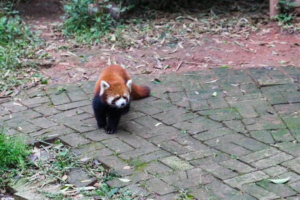Closw Άποψη Του Κόκκινου Panda Ailurus Fulgens Που Ονομάζεται Επίσης — Φωτογραφία Αρχείου