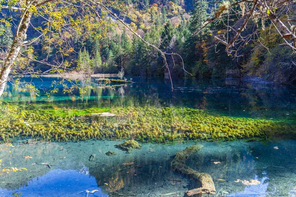 Hermoso Estanque Parque Nacional Jiuzhaigou Provincia Sichuan China — Foto de Stock