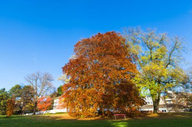 Sakin sahne: Sonbaharda İsviçre 'nin Zürih şehrinde altın ağaç ve yapraklar