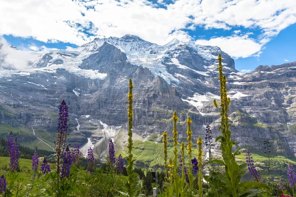 Stunning View Famous Peak Jungfrau North Face Flowers Foreground Bernese — Stock Photo, Image
