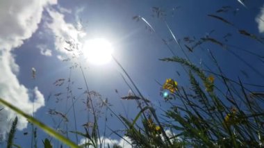 Papatya çiçekler - stok video aracılığıyla güzel parlayan güneş beyaz