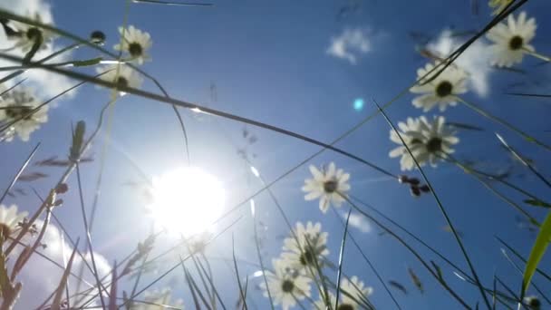 Sonne Scheint Durch Schöne Weiße Kamillenblüten Und Gras — Stockvideo
