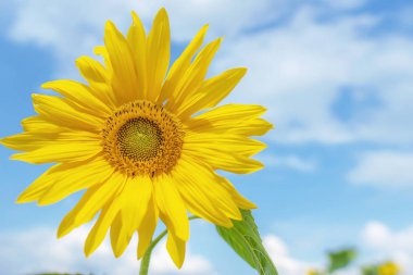 Ayçiçeği doku ve tasarımcılar için arka plan. Makro görünümü s