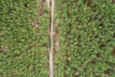 Havadan üst görünüm ormanı, yukarıdaki orman görünümü dokusu. Ortadaki yol