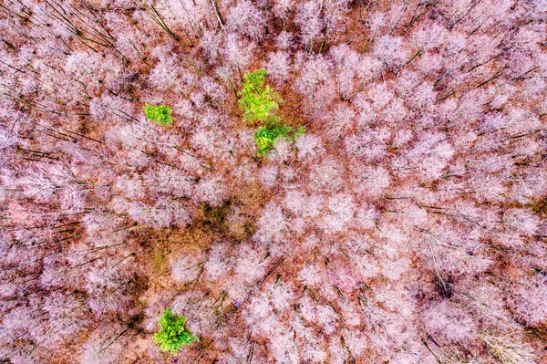 充满三通的森林鸟图只有一个绿色。纹理 o — 图库照片