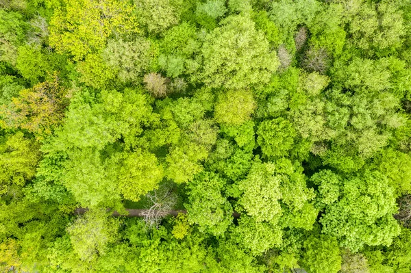 Green forest foliage aerial view woodland tree canopy nature bac — Stock Photo, Image