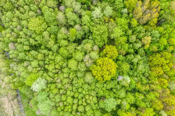 Drzewo las liści natura skrzydło widok zielony — Zdjęcie stockowe