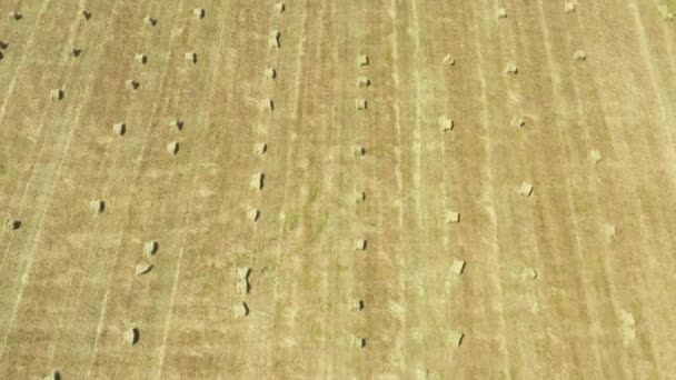 Luftaufnahme von runden Heuballen auf Stoppeln im Hintergrund — Stockvideo