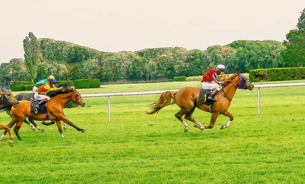 Carrera de caballos equitación deporte jinetes competición caballos agua corriente —  Fotos de Stock