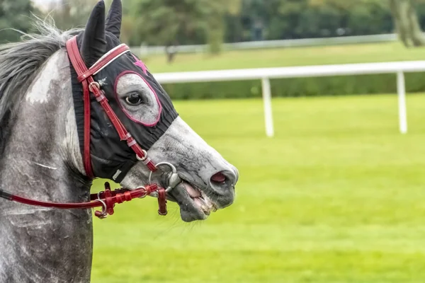 Cavalo de corrida com blinkers quadriculados. Retrato de um ho cinza esportivo — Fotografia de Stock