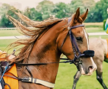 Binicilik spor jokeyler rekabet atlar akan su