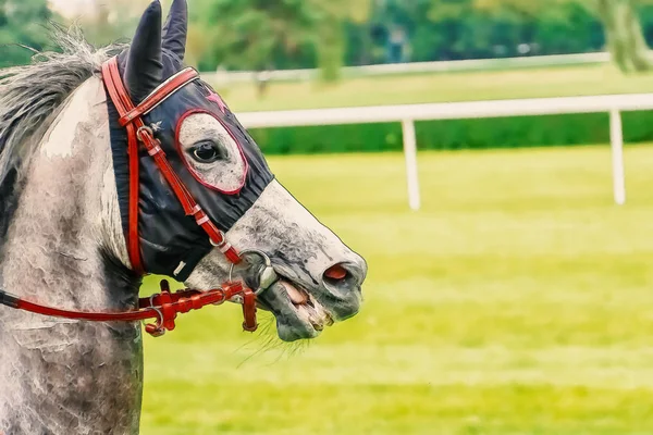 Horse race riding sport jockeys competition horses running water — Stock Photo, Image