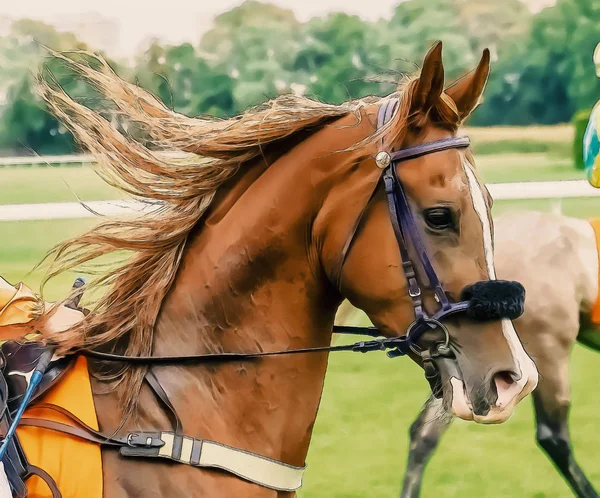 Ιπποδρομία ιππασία Αθλητισμός αναβάτες διαγωνισμός άλογα τρεχούμενο νερό — Φωτογραφία Αρχείου
