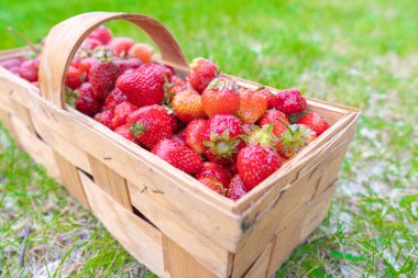 Yeşil çimenlikteki küçük tahta sepetinde yeşil kaliks yapraklı taze, sulu çileklerin seçici odak noktasını kapat. Bulanık beyaz çiçek arka planı.