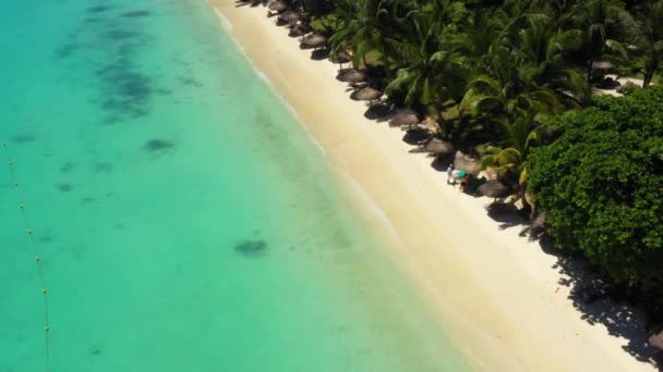 Drohnenaufnahmen aus der Luft bei sonnigem Wetter. Aus nächster Nähe fliegen Sie über Palmen Mangrovenwald und wunderschöne Strandlagune. Das Hotel liegt in martinique. — Stockvideo