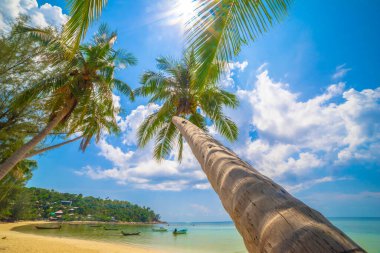 Cennet güneşli plaj, palmiyeler ve turkuaz deniz. Yaz tatili ve tropikal plaj konsepti.