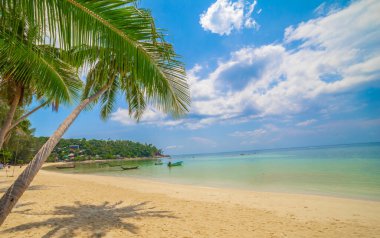 Tropikal adada bir sahil. Temiz mavi su, kum ve palmiye ağaçları. Güzel tatil yeri, tedavi ve su ürünleri.