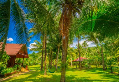 Tropik plajdaki otelde bir bungalov. Tatil geçmişi.
