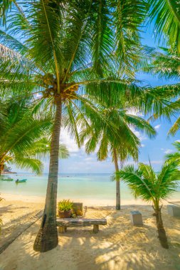 Arka planda plaj olan boş tahta tahtalar, ön planda palmiye yaprakları