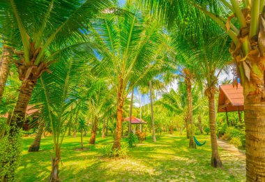 Tropik plajdaki otelde bir bungalov. Tatil geçmişi.