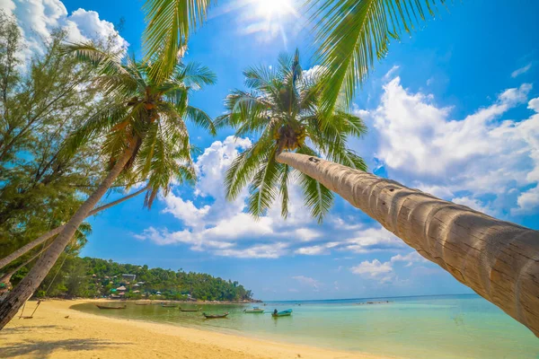 Paradise Solig Strand Med Palmer Och Turkost Hav Sommarsemester Och — Stockfoto