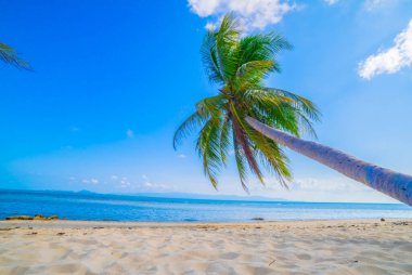 Güzel sahil. Etrafta palmiyeler olan güzel tropikal plaj manzarası. Tatil ve tatil konsepti. Tropik plaj.