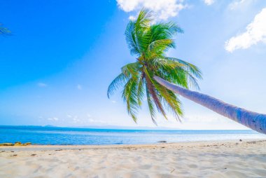 Güzel sahil. Etrafta palmiyeler olan güzel tropikal plaj manzarası. Tatil ve tatil konsepti. Tropik plaj.