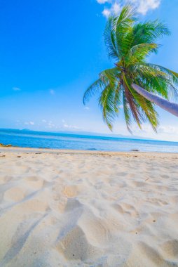 Güzel sahil. Etrafta palmiyeler olan güzel tropikal plaj manzarası. Tatil ve tatil konsepti. Tropik plaj.