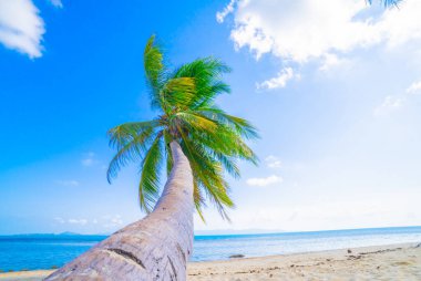 Güneşli bir günde, deniz kıyısında palmiye ağaçları. Tropikal tatil ve güneşli mutluluğun görüntüsü. Huzurlu yaz fotoğrafı.