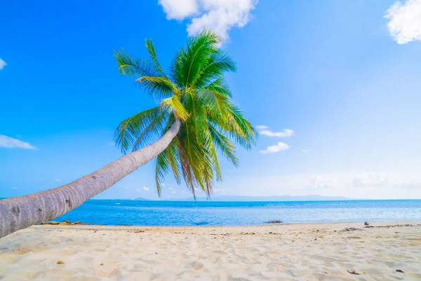 Prachtig Strand Uitzicht Mooi Tropisch Strand Met Palmen Rondom Vakantie — Stockfoto