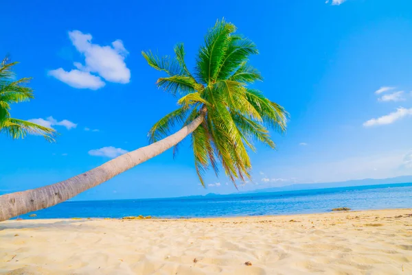 Hermosa Playa Vista Bonita Playa Tropical Con Palmeras Alrededor Concepto —  Fotos de Stock
