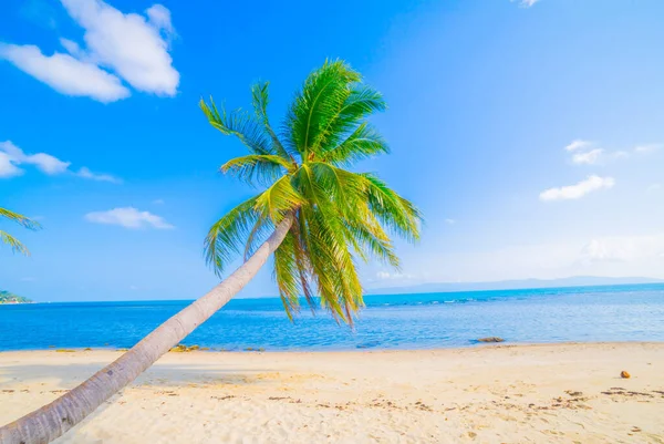 Palmbomen Aan Zee Mooie Zonnige Dag Afbeelding Van Tropische Vakantie — Stockfoto