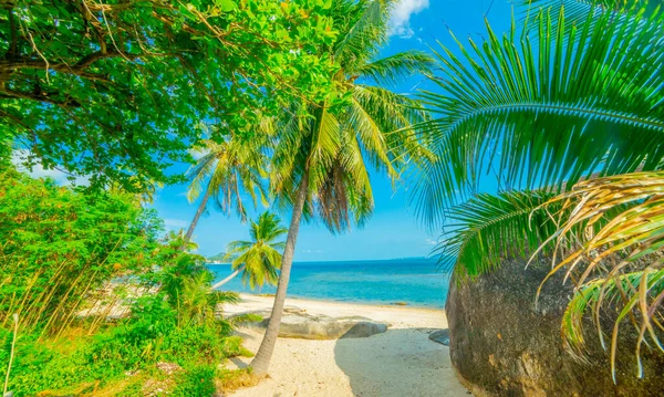 Vacker Tropisk Strand Sommar Natur Strand Blå Himmel Och Palmer — Stockfoto