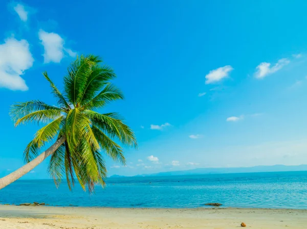 Hermosa Playa Soleada Vista Bonita Playa Tropical Con Palmeras Alrededor —  Fotos de Stock