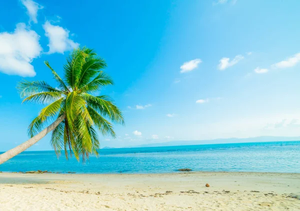 Prachtig Zonnig Strand Uitzicht Mooi Tropisch Strand Met Palmen Rondom — Stockfoto