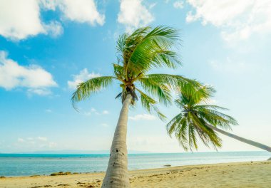 Yaz plajı - palmiye ağacı, uzak bir adada dağ, beyaz kum, deniz suyu, tropikal doğa