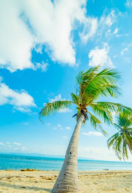 Yaz plajı - palmiye ağacı, uzak bir adada dağ, beyaz kum, deniz suyu, tropikal doğa